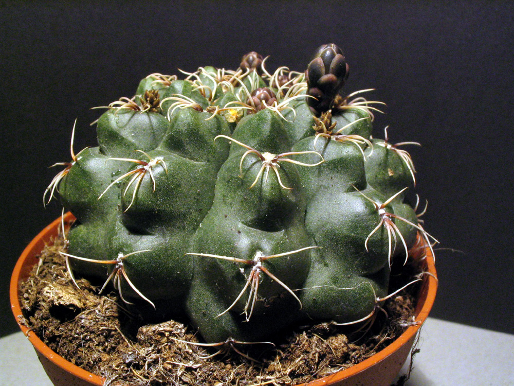 Gymnocalycium Cactus